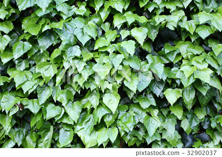 常春藤葉子 32902037