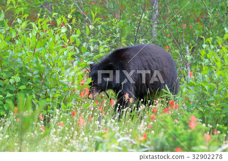 野熊，黑熊，加拿大落基山脈，賈斯珀國家公園 32902278