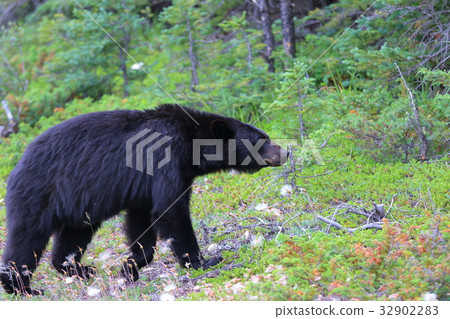 野熊，黑熊，加拿大落基山脈，賈斯珀國家公園 32902283