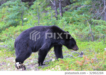 野熊，黑熊，加拿大落基山脈，賈斯珀國家公園 32902284