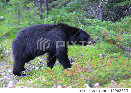 野熊，黑熊，加拿大落基山脈，賈斯珀國家公園 32902285
