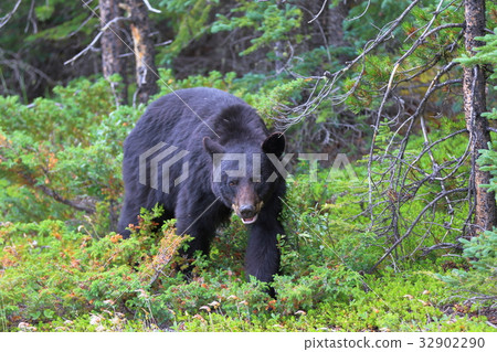 野熊，黑熊，加拿大落基山脈，賈斯珀國家公園 32902290