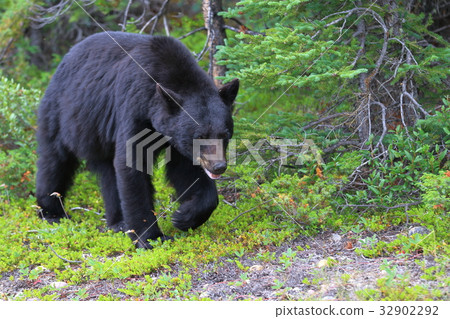 野熊，黑熊，加拿大落基山脈，賈斯珀國家公園 32902292
