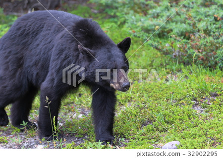 Wild Bear, Black Bear, Canadian Rockies, Jasper National Park Wild Bear, Black Bear, Canadian Rockies, Jasper National Park 32902295