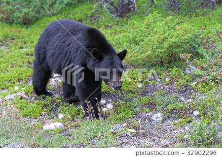 Wild Bear, Black Bear, Canadian Rockies, Jasper National Park Wild Bear, Black Bear, Canadian Rockies, Jasper National Park 32902296