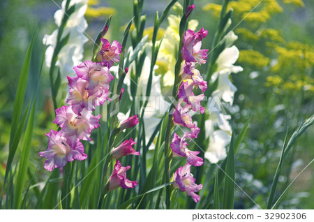 夏天的早晨很迷人 32902306