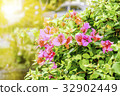 Sunlight, Red Bougainvillea's flowers 32902449