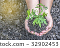 Two hands holding the tree to plant 32902453