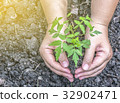 Two hands of the women holding the tree to plant 32902471