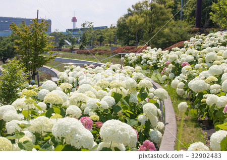 Yurikakame and White Hydrangea Yurikakame and White Hydrangea 32902483