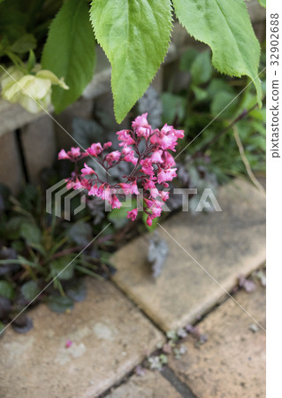 Huquela離開花 32902688