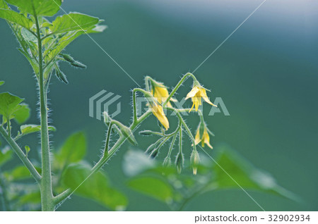 番茄花 32902934