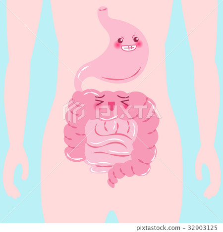 cartoon intestine and stomach 32903125