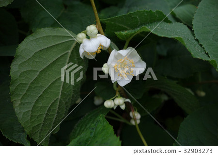 Every time the flower 32903273