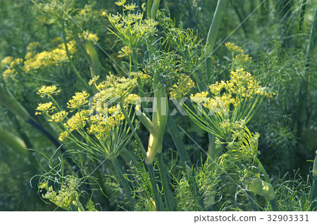 茴香 茴香 32903331