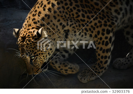 7月3日嬰兒在福岡動物園首次亮相,成為母親! 7月3日嬰兒在福岡動物園首次亮相,成為母親! 32903376