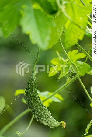 家庭花園在清新的花園裡種植苦瓜 32903377