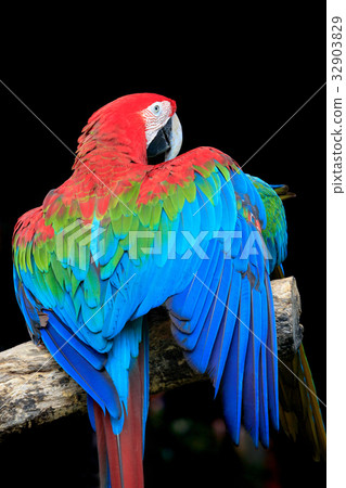 beautiful colorful feather of scarlet macaws 32903829