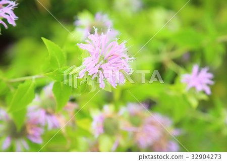 Wild bergamot flowers 32904273