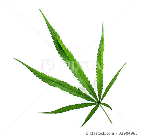 Cannabis indica texture on background. 32904963
