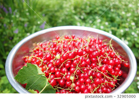 黑醋栗 黑醋栗 32905000