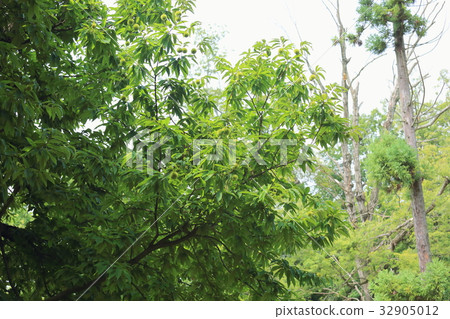 Chestnut fruit 32905012