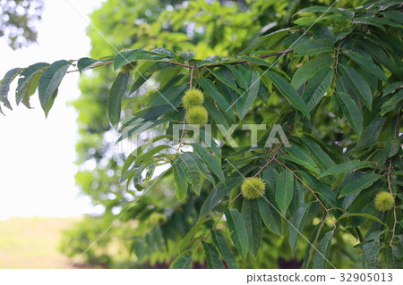 Chestnut fruit 32905013