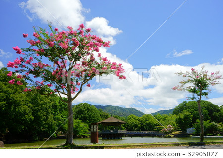 Nara / Summer's Fumimitsu 8 32905077