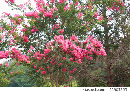 Flower of crape mybs 32905265