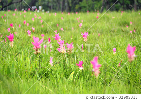 Beautiful of Siam tulip (Dok Kra Jeaw) field Beautiful of Siam tulip (Dok Kra Jeaw) field 32905313