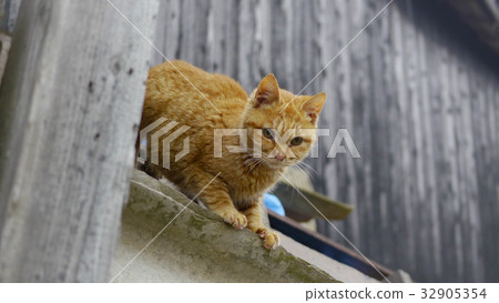 Stray cat 32905354
