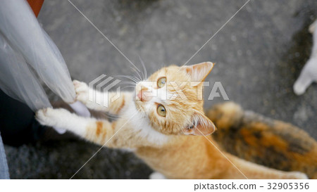 Stray cat Stray cat 32905356