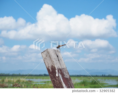 Dragonfly on the wooden pole with a blue sky view 32905382