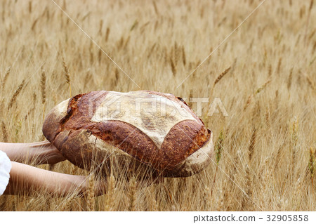 Picnic in the wheat field 32905858