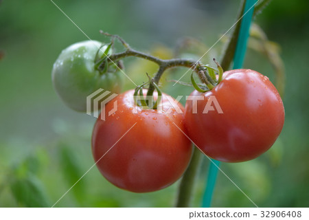 在家庭菜園的蕃茄 32906408