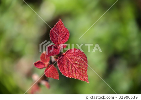 Red moss Red moss 32906539