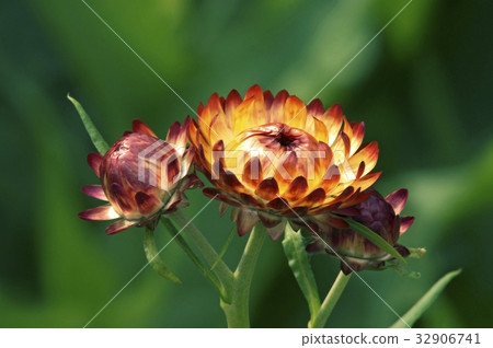 蠟菊 32906741