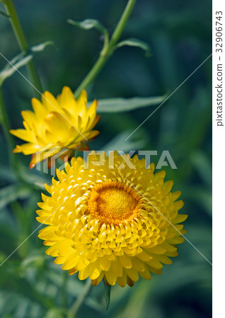 Wheatwalagik 32906743