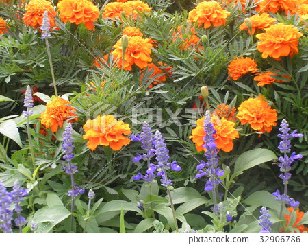 Marigold orange flower blooming from early summer to autumn 32906786