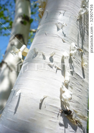 birch trunk birch trunk 32907456