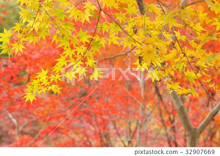 楓葉 32907669