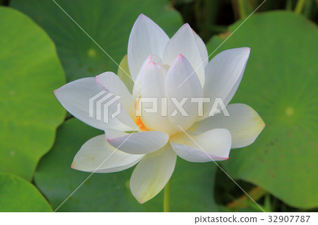Lotus flower Lotus flower 32907787