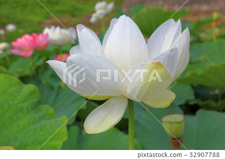 Lotus flower  32907788