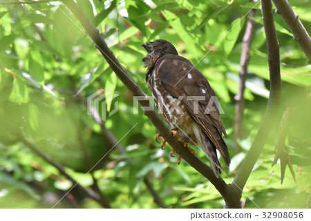 [Wild bird] Aobazuku who yawns 32908056