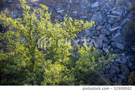 tree in unused stone quarry tree in unused stone quarry 32908082