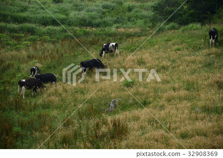 Cows of Shikoku Karst 32908369