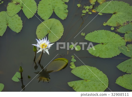 Tanghi蓮花公園荷花 Tanghi蓮花公園荷花 32908511