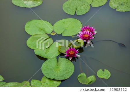 Tanghi蓮花公園荷花 32908512