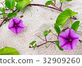 Sandy beach morning glory 32909260
