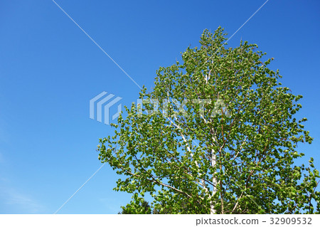 White birch and blue sky 32909532
